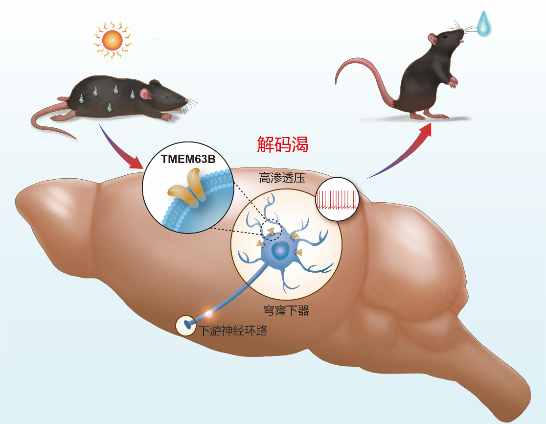 Cell Discovery︱廣東省智能院石云團隊發(fā)現(xiàn)渴覺信號感知分子